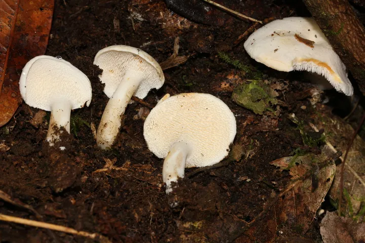 Foto yang diasosiasikan dengan Hydnum albidum pada iNaturalist