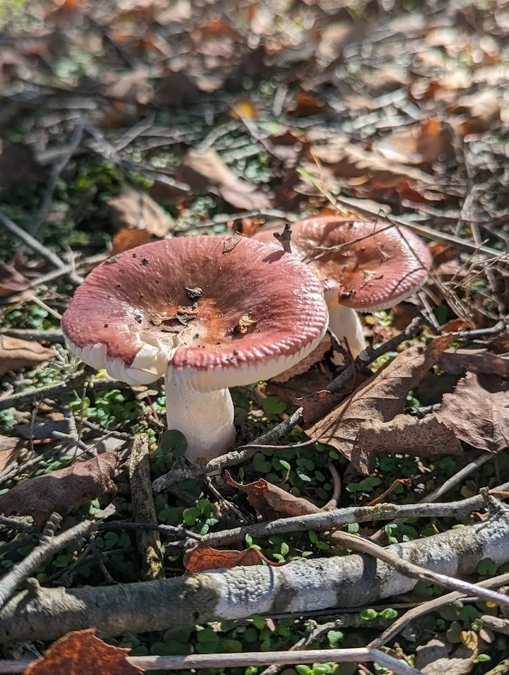 Foto yang diasosiasikan dengan Russula nitida pada iNaturalist