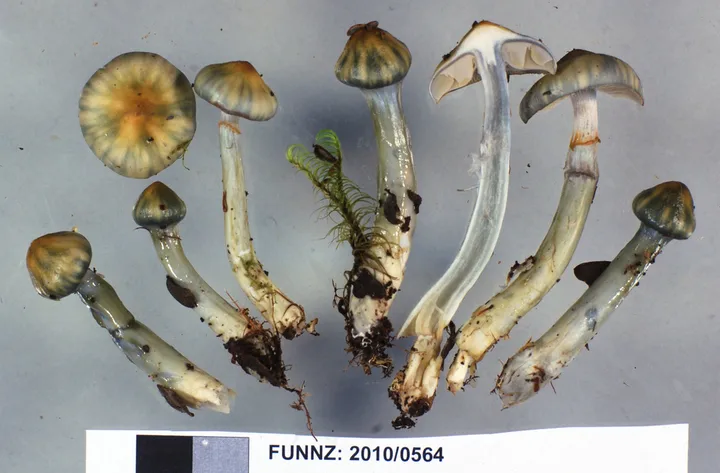 Foto yang diasosiasikan dengan Cortinarius aerugineoconicus pada iNaturalist