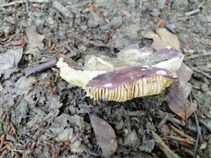 Foto yang diasosiasikan dengan Russula alutacea pada iNaturalist