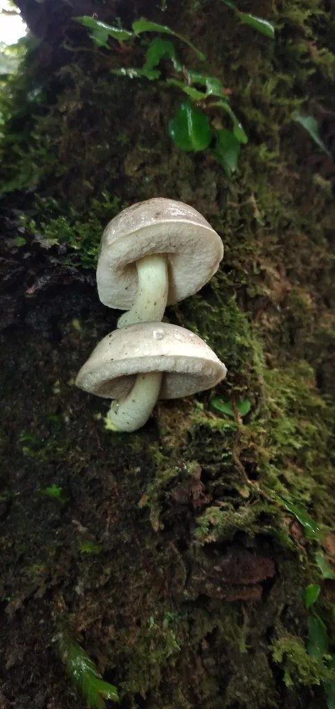 Foto yang diasosiasikan dengan Harrya atriceps pada iNaturalist