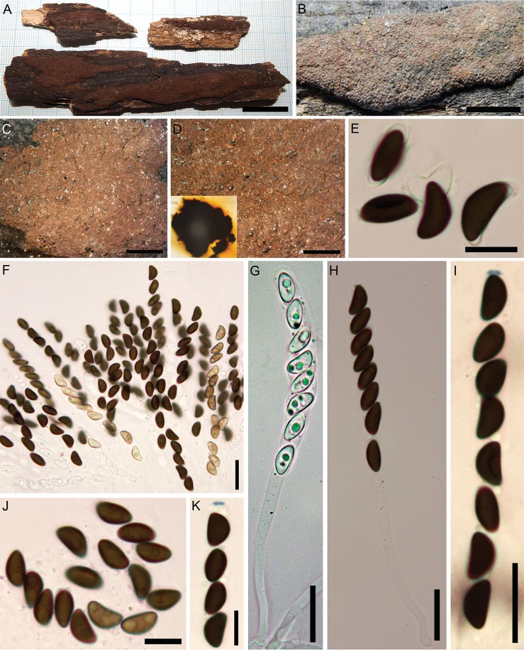 Pelat ilmiah Hypoxylon rubiginosum menurut sumber