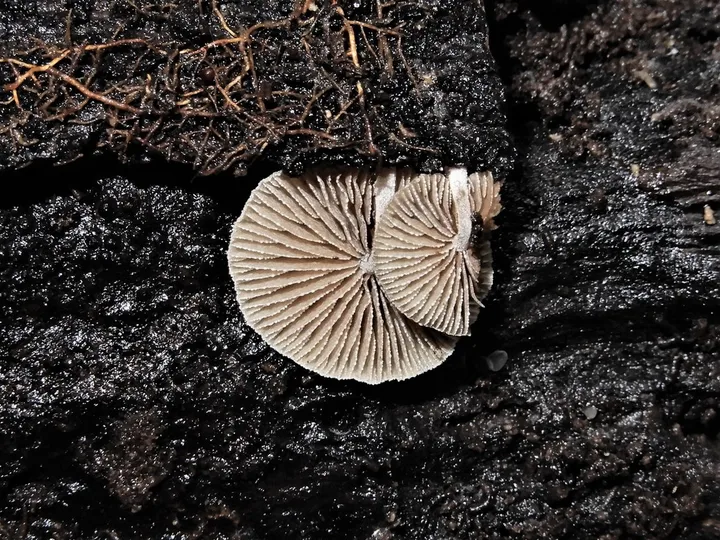 Foto yang diasosiasikan dengan Simocybe austrorubi pada iNaturalist