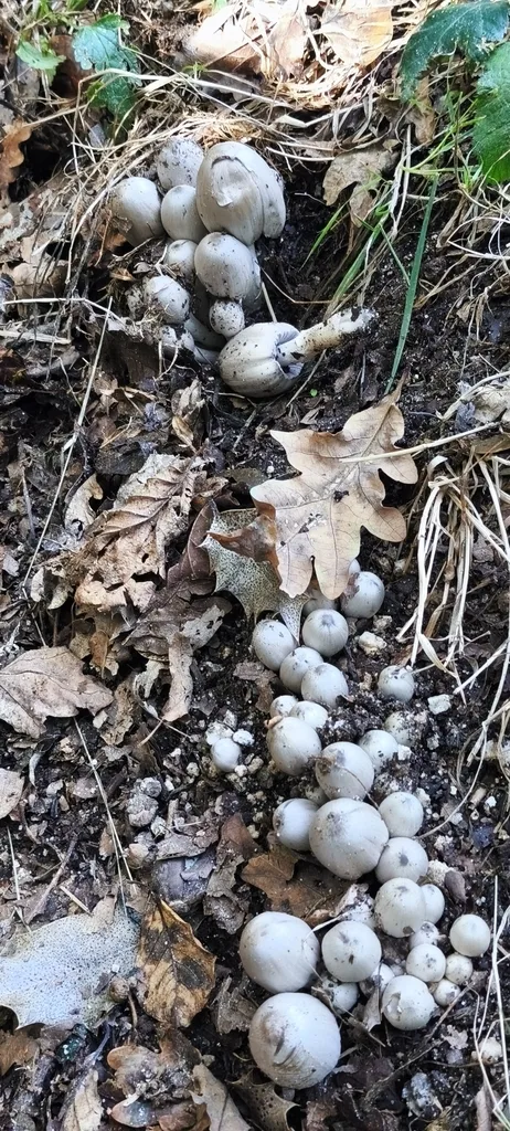 Foto yang diasosiasikan dengan Coprinopsis acuminata pada iNaturalist