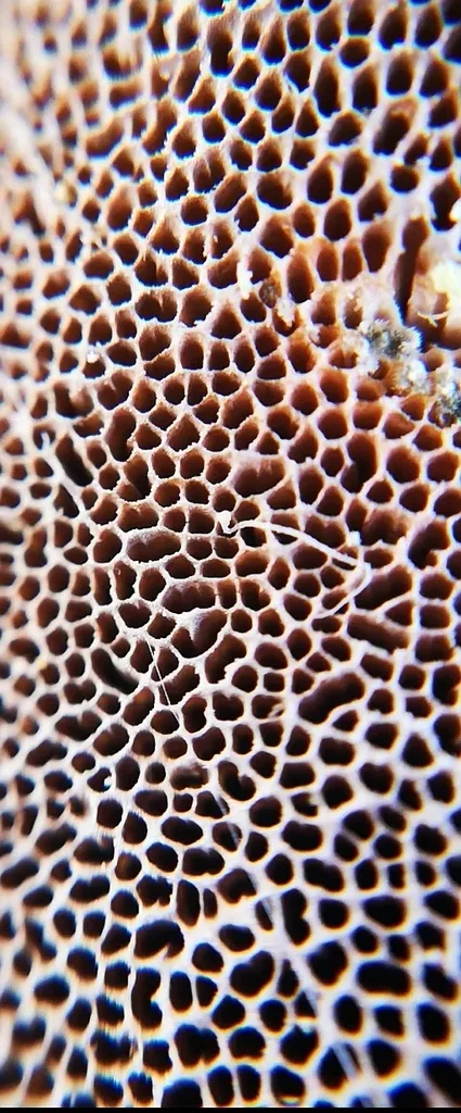 Foto yang diasosiasikan dengan Trametes suaveolens pada iNaturalist