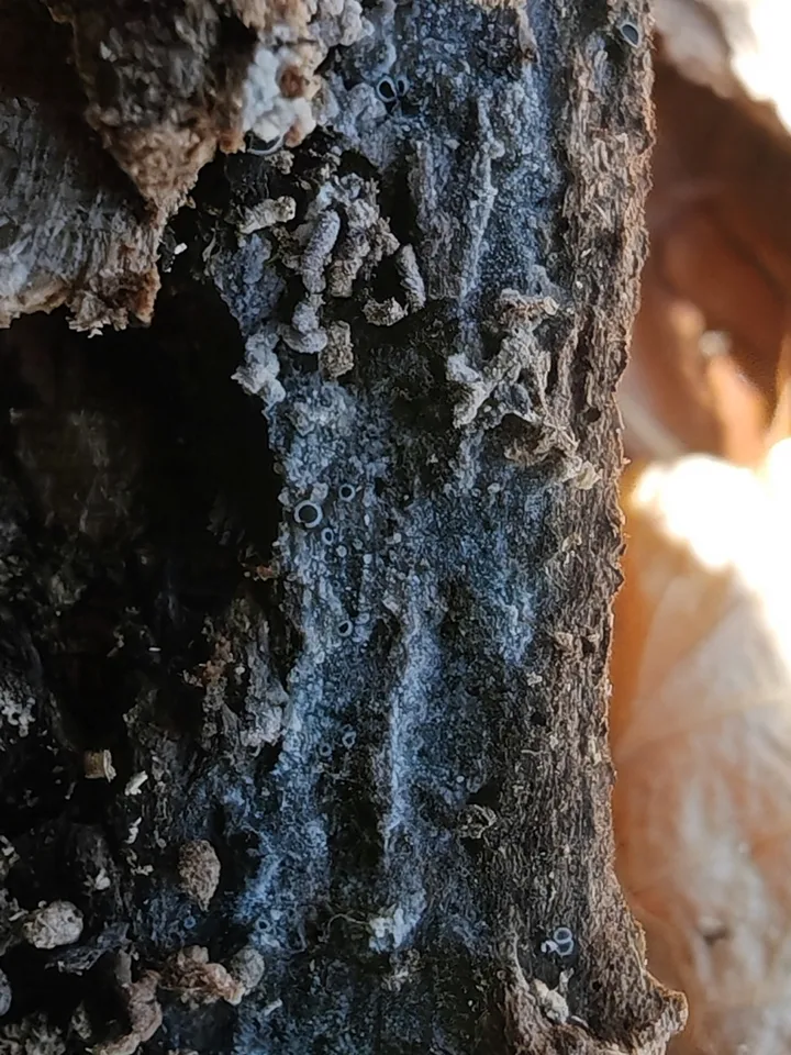 Foto yang diasosiasikan dengan Scopuloides rimosa pada iNaturalist