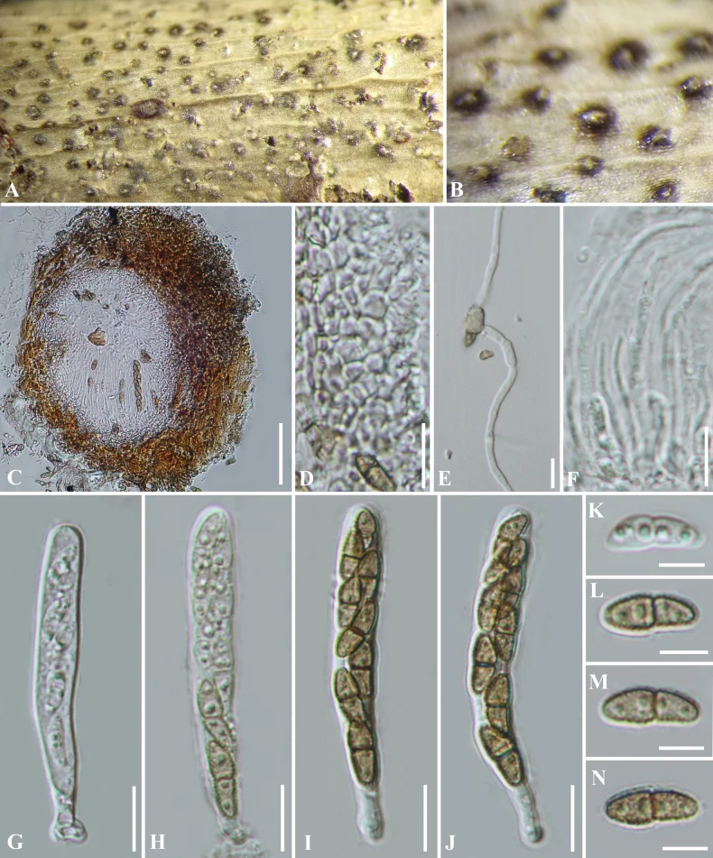 Pelat ilmiah Corylicola italica menurut sumber