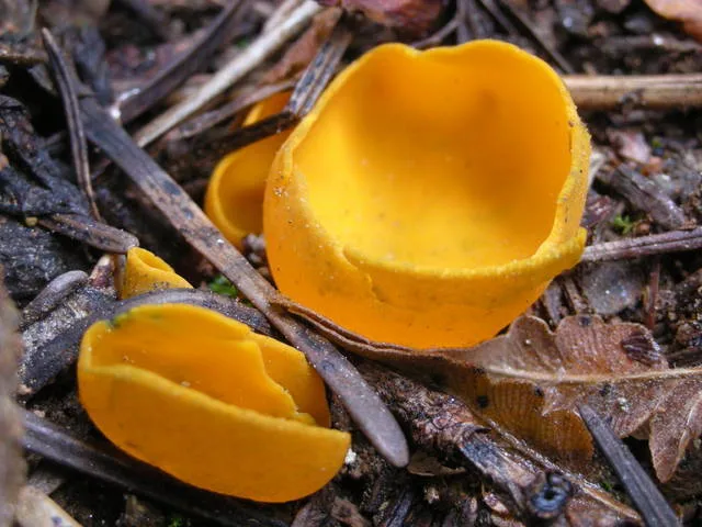 Foto yang diasosiasikan dengan Caloscypha fulgens pada iNaturalist