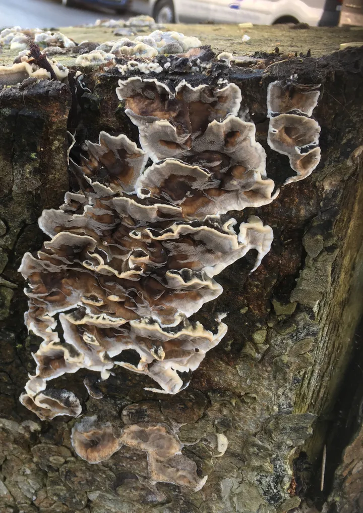 Foto yang diasosiasikan dengan Bjerkandera adusta pada iNaturalist