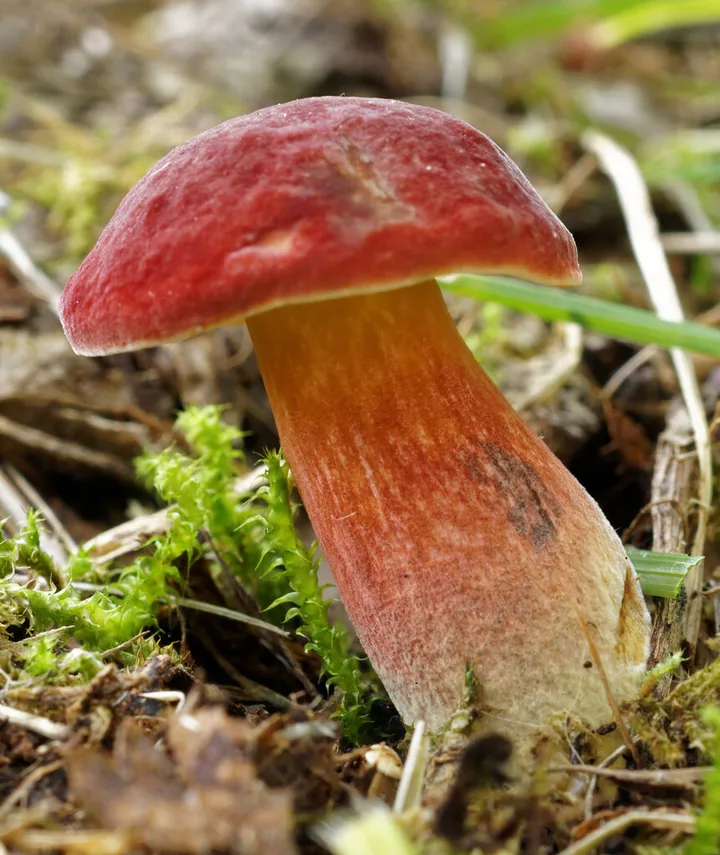 Foto yang diasosiasikan dengan Hortiboletus rubellus pada iNaturalist