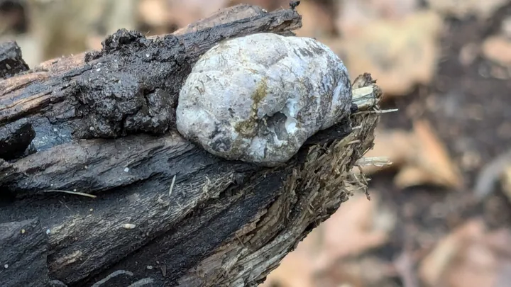 Foto yang diasosiasikan dengan Daldinia decipiens pada iNaturalist