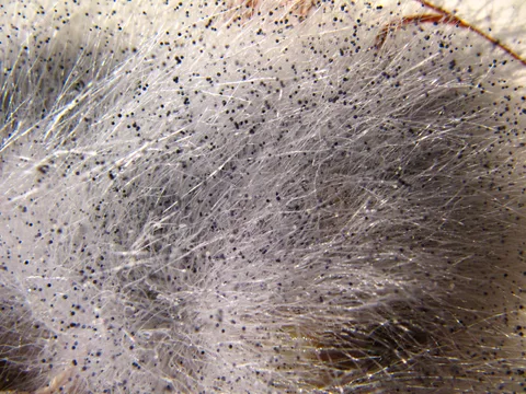 Foto makro koloni yang diberi identitas Rhizopus stolonifer oleh WDKeeper, 14 Januari 2012. Detail kultur dan identitas strain tidak tersedia pada record ini.
