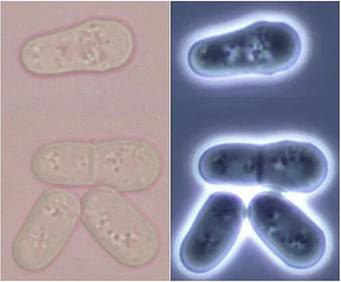 Komposit mikrograf sel Schizosaccharomyces pombe pada tahap pembelahan; medan terang di kiri dan medan gelap di kanan.