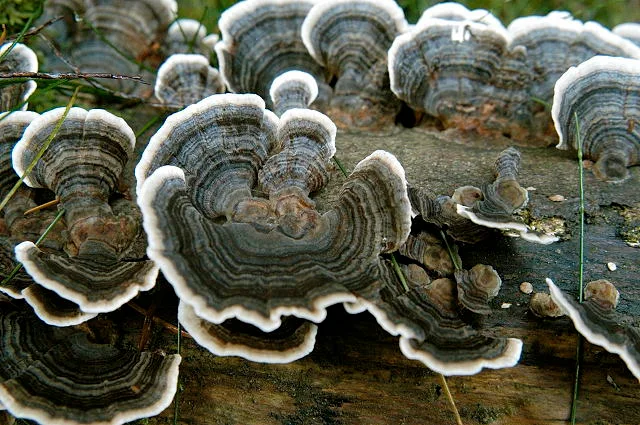 Tubuh buah Trametes versicolor bertumpuk pada kayu, dengan zona warna konsentris.